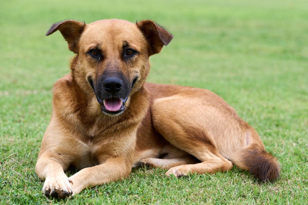 Closeup shot of an Africanis sitting on the grass