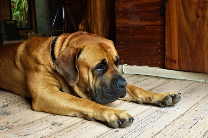 High angle shot of a lazy Boerboel lying on a wooden floor