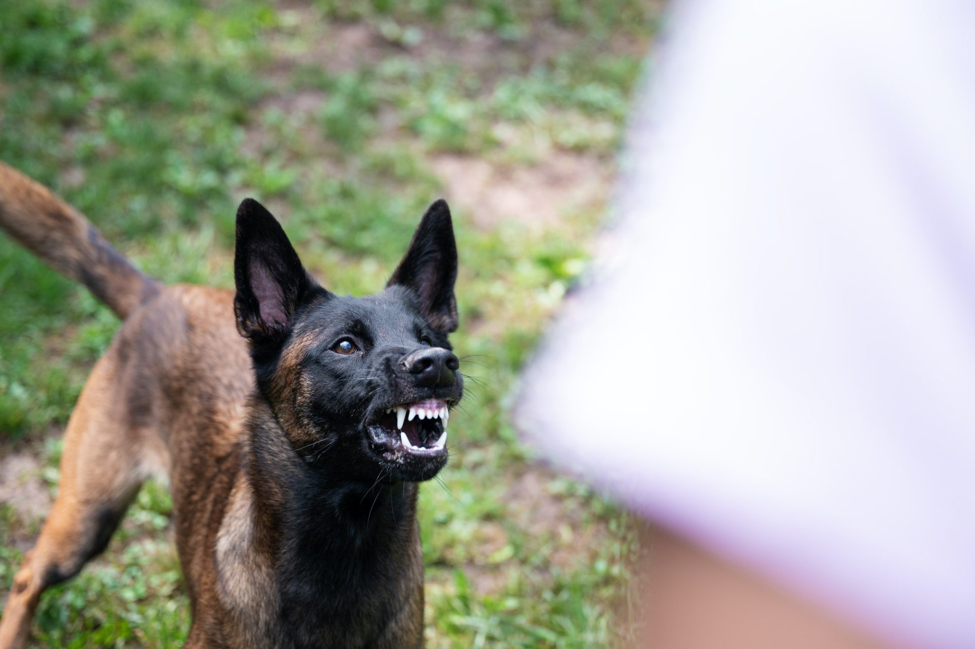Aggressive dog that is not well-socialised. Pets24