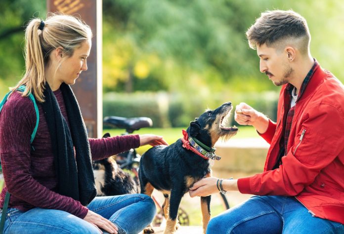 Woman and man socialising their dog outside. Pets24