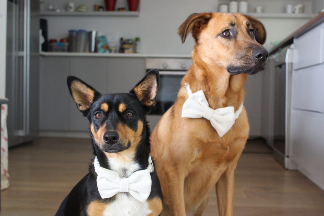 Ranking South Africa's Top Pet Influencers! Pets24