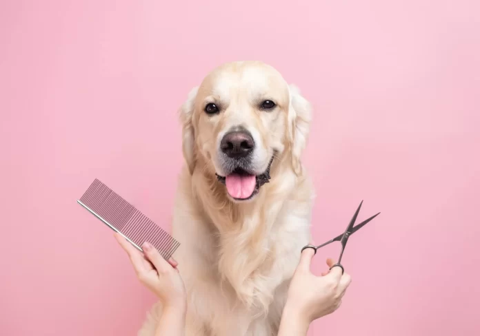 Dog being groomed with pink background. Dog grooming tips. Pets24