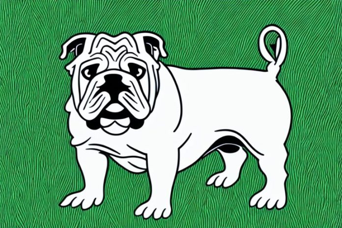 Bulldog Dog Breeding in George - Pets24