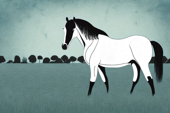 A morgan horse standing in a field in johannesburg