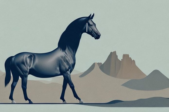 A morgan horse in the landscape of oudtshoorn