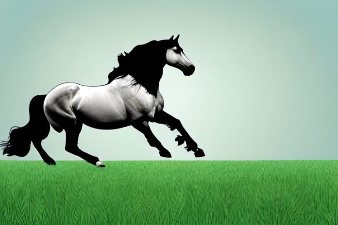 A friesian horse galloping through a grassy field in grahamstown