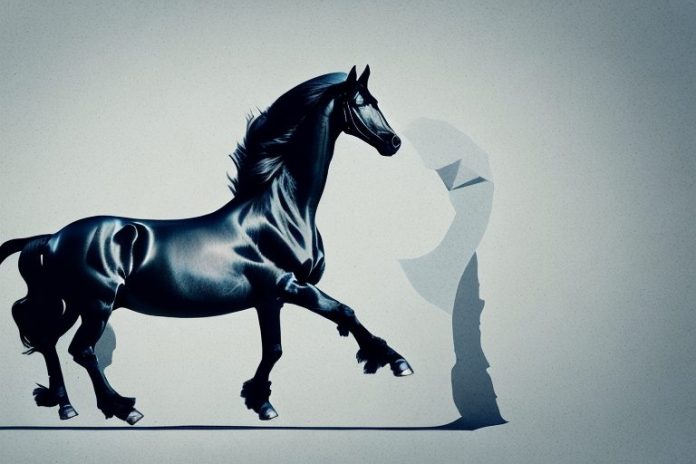 A friesian horse in a riding arena