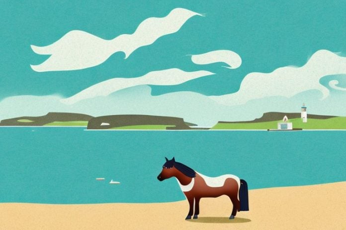A shetland pony in a rural setting