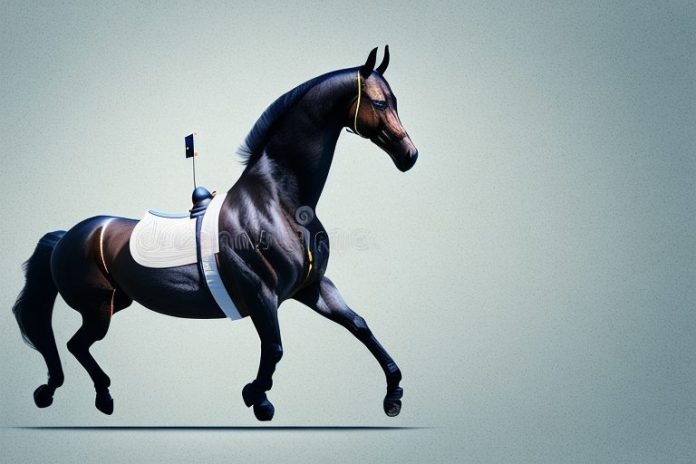 A belgian warmblood horse in a riding arena in mabopane