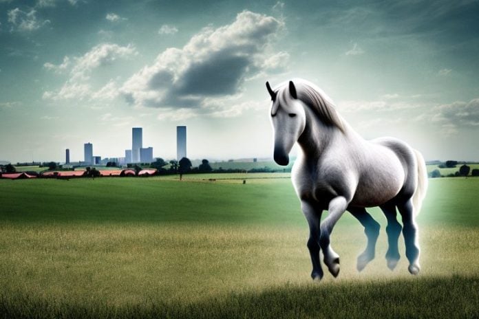 A percheron horse in a rural setting