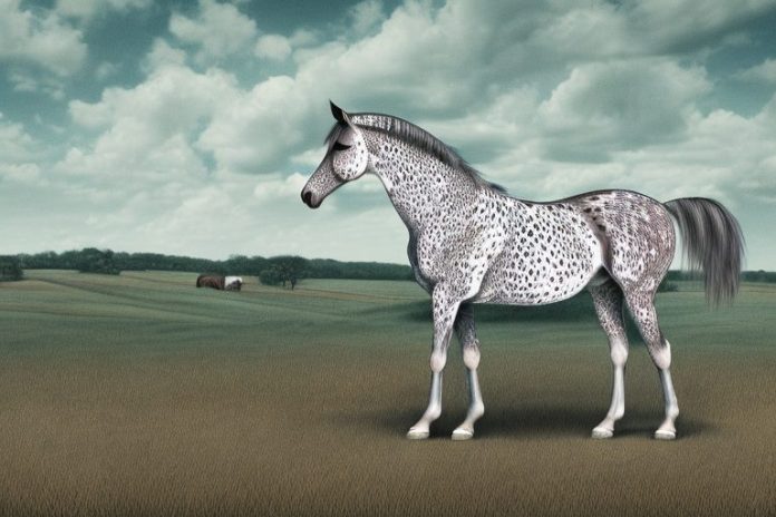 An appaloosa horse standing in a rural landscape in mabopane