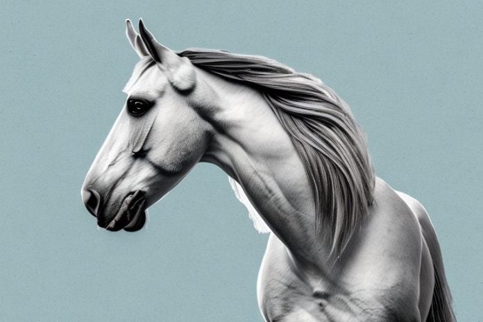 An andalusian horse in a witbank