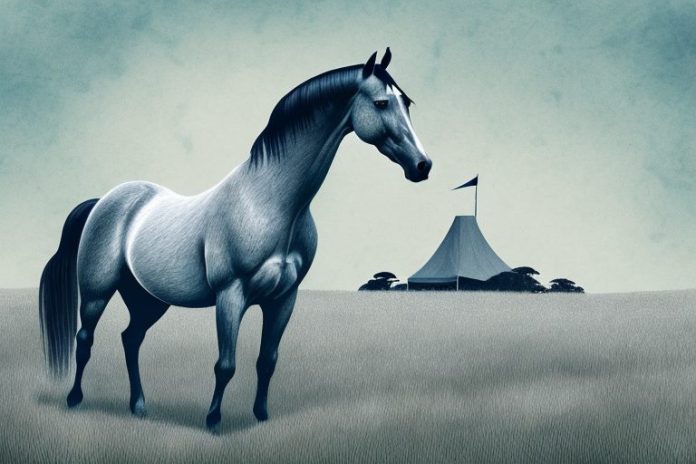 A hanoverian horse in a field in ballito