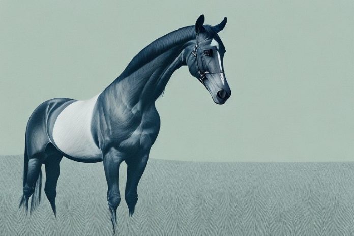 A hanoverian horse in a field in hartbeespoort