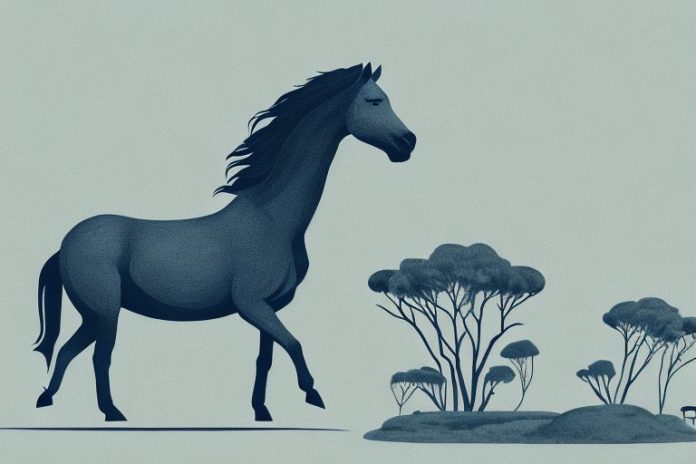 A brumby horse in the south african landscape