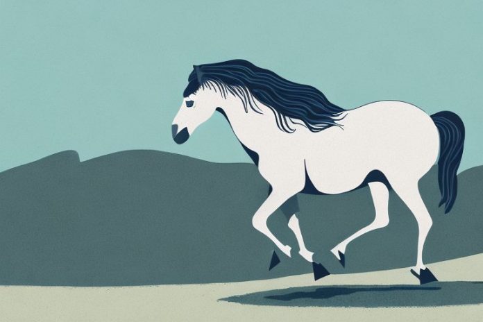 A brumby horse in its natural environment in the western cape