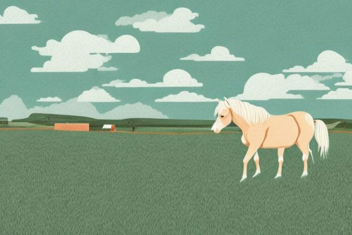 A haflinger horse in a rural landscape in port elizabeth