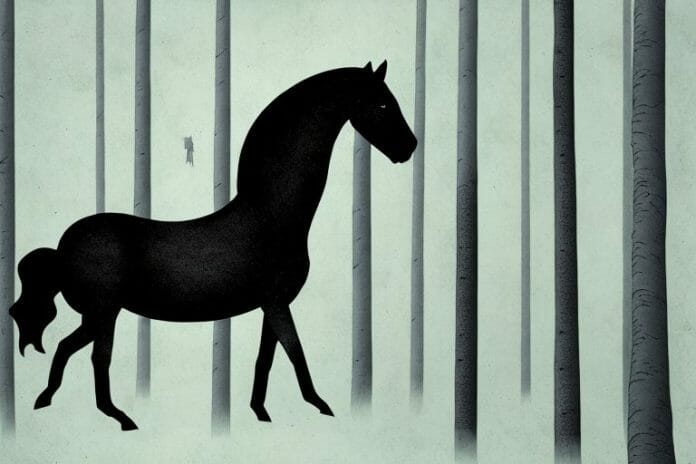 A black horse in a forest setting in port elizabeth