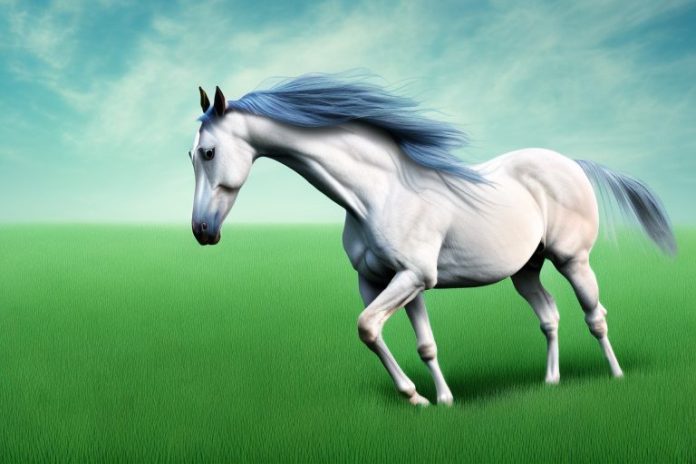 A trakehner horse in a field of grass in botshabelo