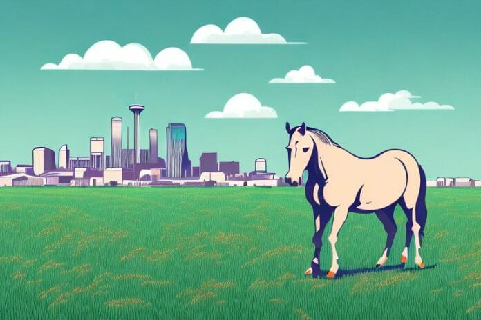 A horse in a field