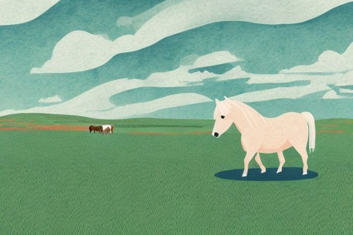 A shetland pony in a rural landscape in ballito