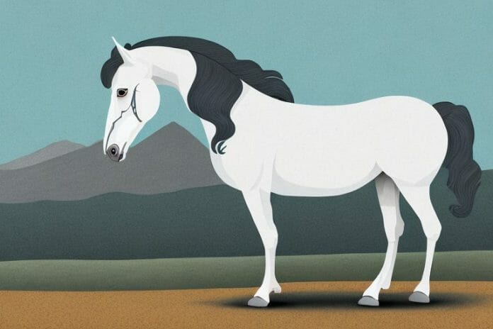 An andalusian horse in a rural south african landscape