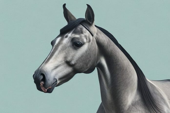 A dutch warmblood horse in a field in giyani