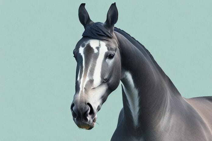 A dutch warmblood horse in a field in upington