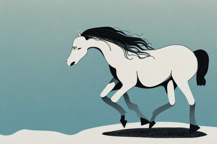 A brumby horse in its natural habitat in hermanus
