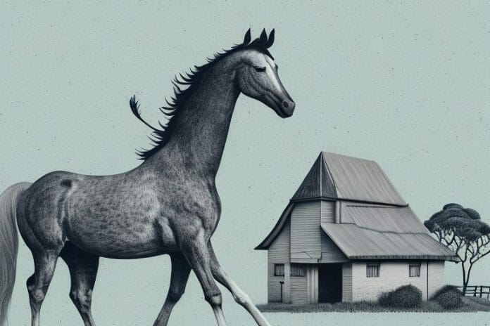 A hackney horse in a rural setting in gauteng