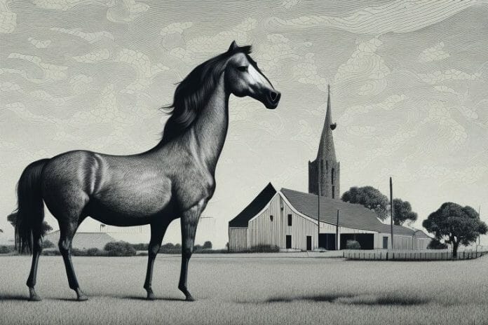 A hackney horse in a rural setting in middelburg