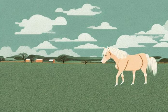 A haflinger horse in a rural landscape in tongaat