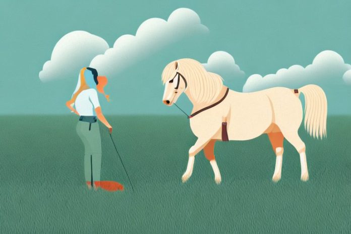 A haflinger horse in a field