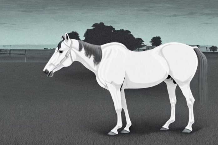 An american quarter horse in a rural setting in port alfred