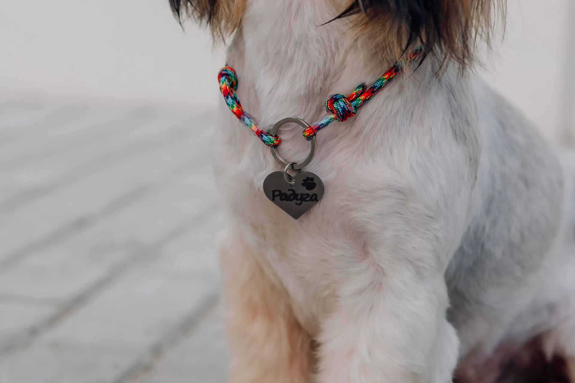 Dog with tags. The Benefits of Microchipping and Tag Combination for Pet Identification.