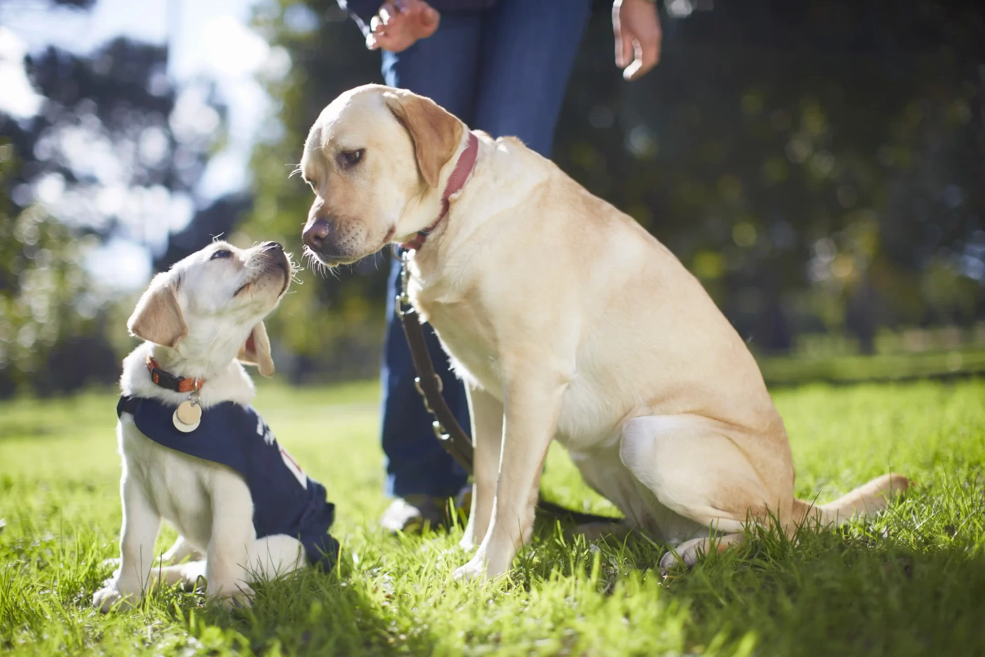 Two dogs with identification tags. The Benefits of Microchipping and Tag Combination for Pet Identification