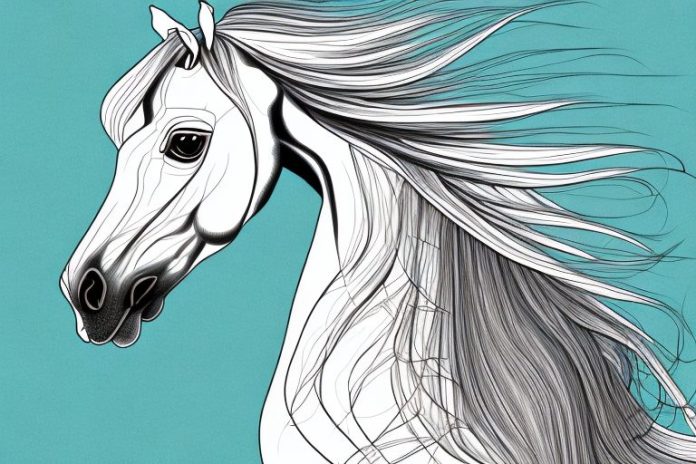 An arabian horse in its natural habitat in calvinia