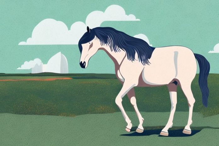 A morgan horse in a natural landscape in margate