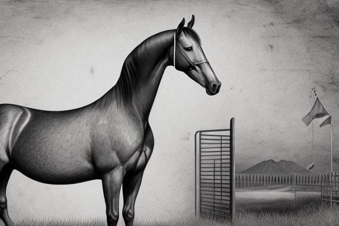 A morgan horse in a rural setting in paarl