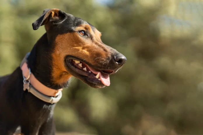 Dog with dog. The Benefits of Microchipping and Tag Combination for Pet Identification