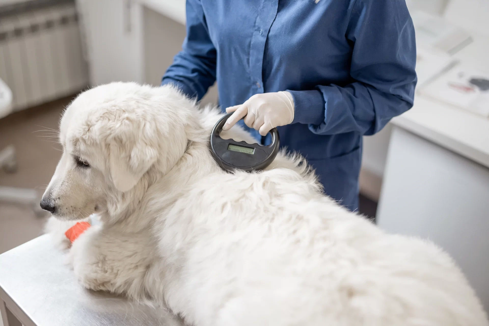 Vet checking microchipping in dog. The Benefits of Microchipping and Tag Combination for Pet Identification