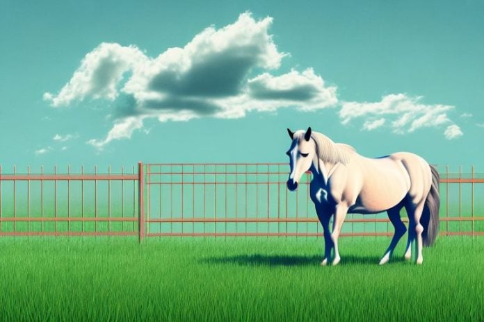 A horse in a pasture