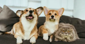 Two dogs on the couch with a cat. Get Free Vet Advice Online