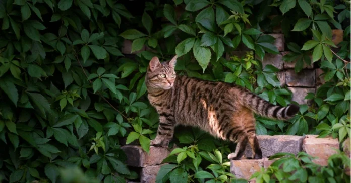 Cat standing on a wall with leaves. How Many Lives Does a Cat Have?