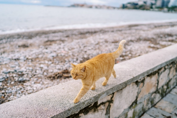 Cat walking on wall. How Many Lives Does a Cat Have?