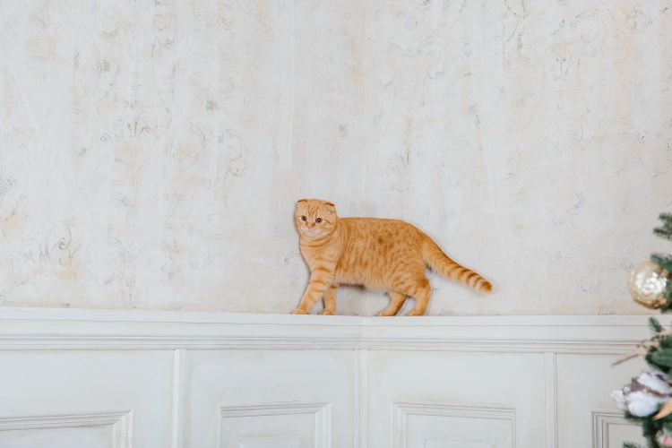 Cat walking on wall in a house. How Many Lives Does a Cat Have? 