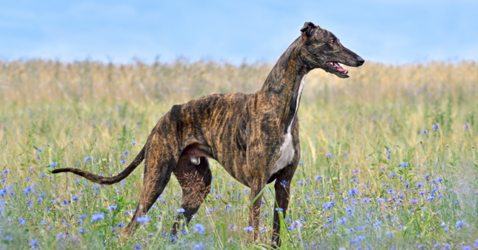 Greyhound in the field. Greyhound breed spotlight