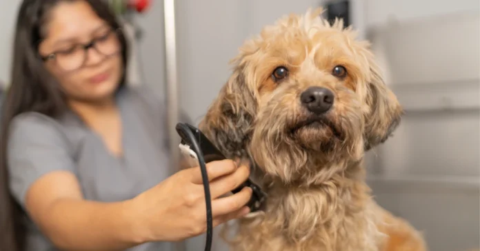 Woman grooming brown cat. Grooming Your Pet This Winter