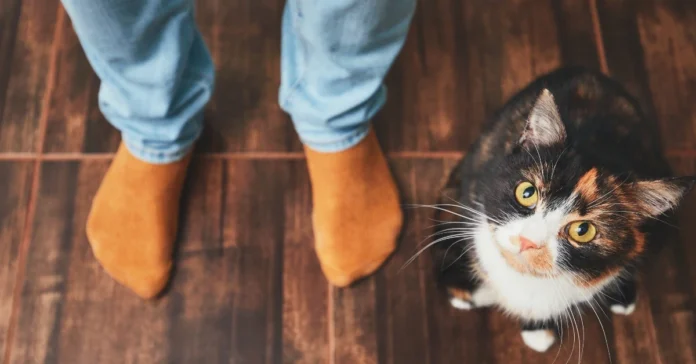 Cat looking up at woman. Do Cats Recognise Their Own Names?