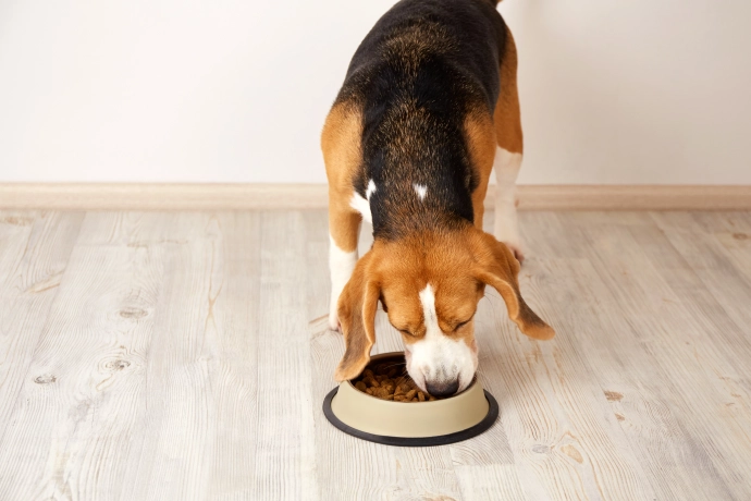 dog eating food. Dog Nutritionist Explains How Diet Could Be Affecting Your Pet’s Anxiety, Energy, and Sleep.
